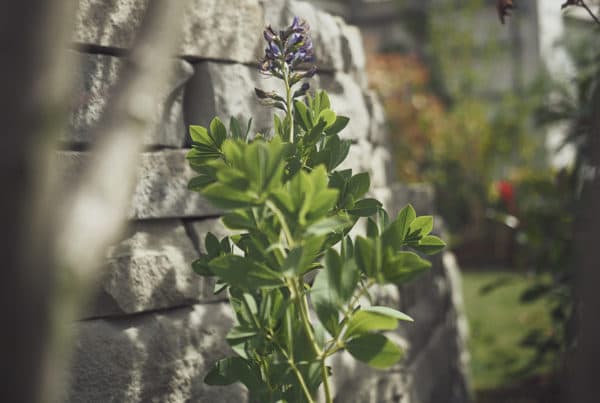 Blume vor Steinwand