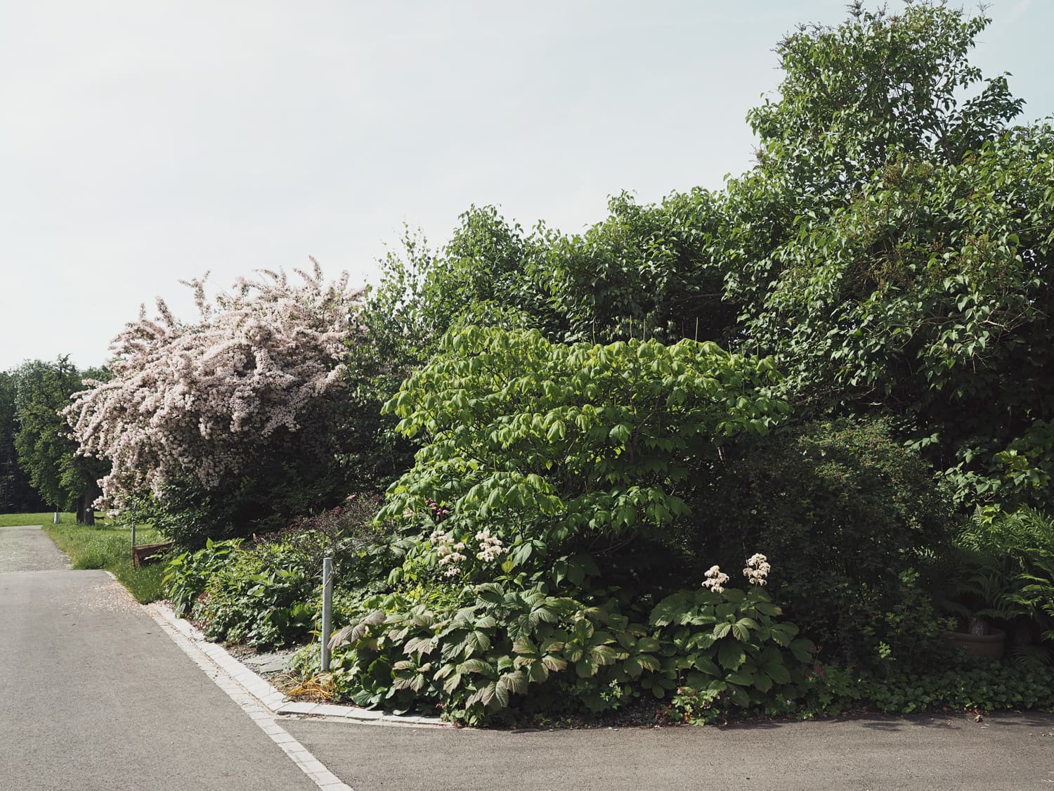 Büsche und Blumen bei Einfahrt