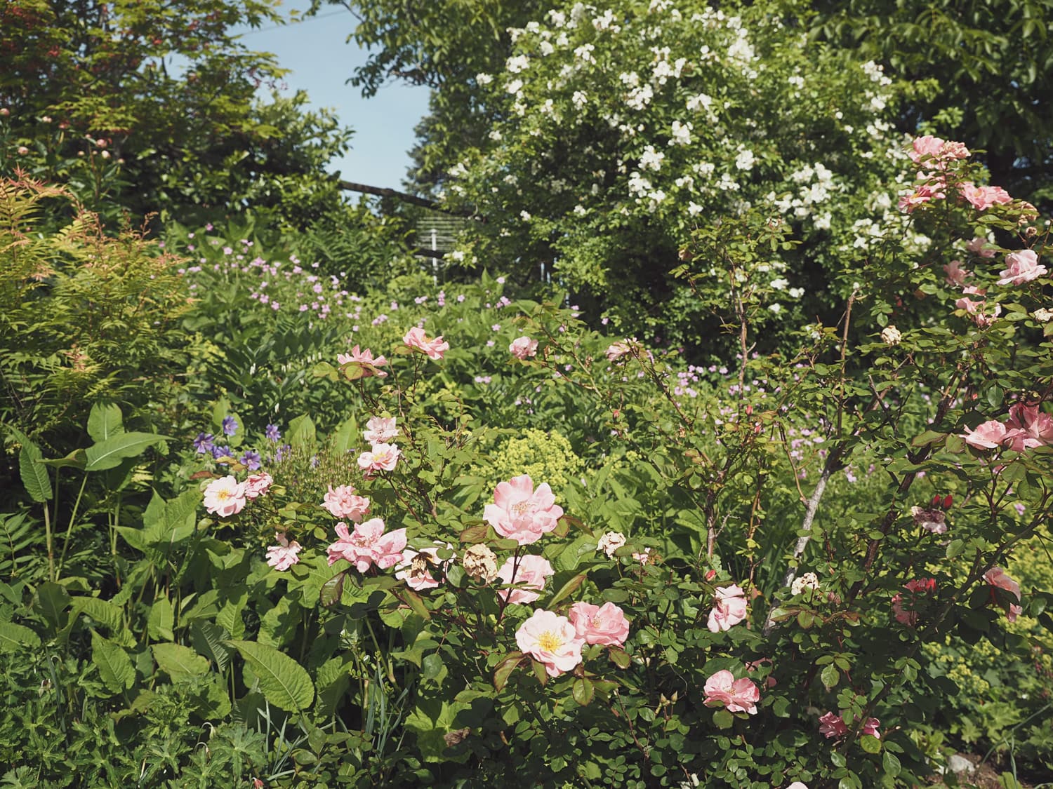 Nahaufnahme von pinken Blumen