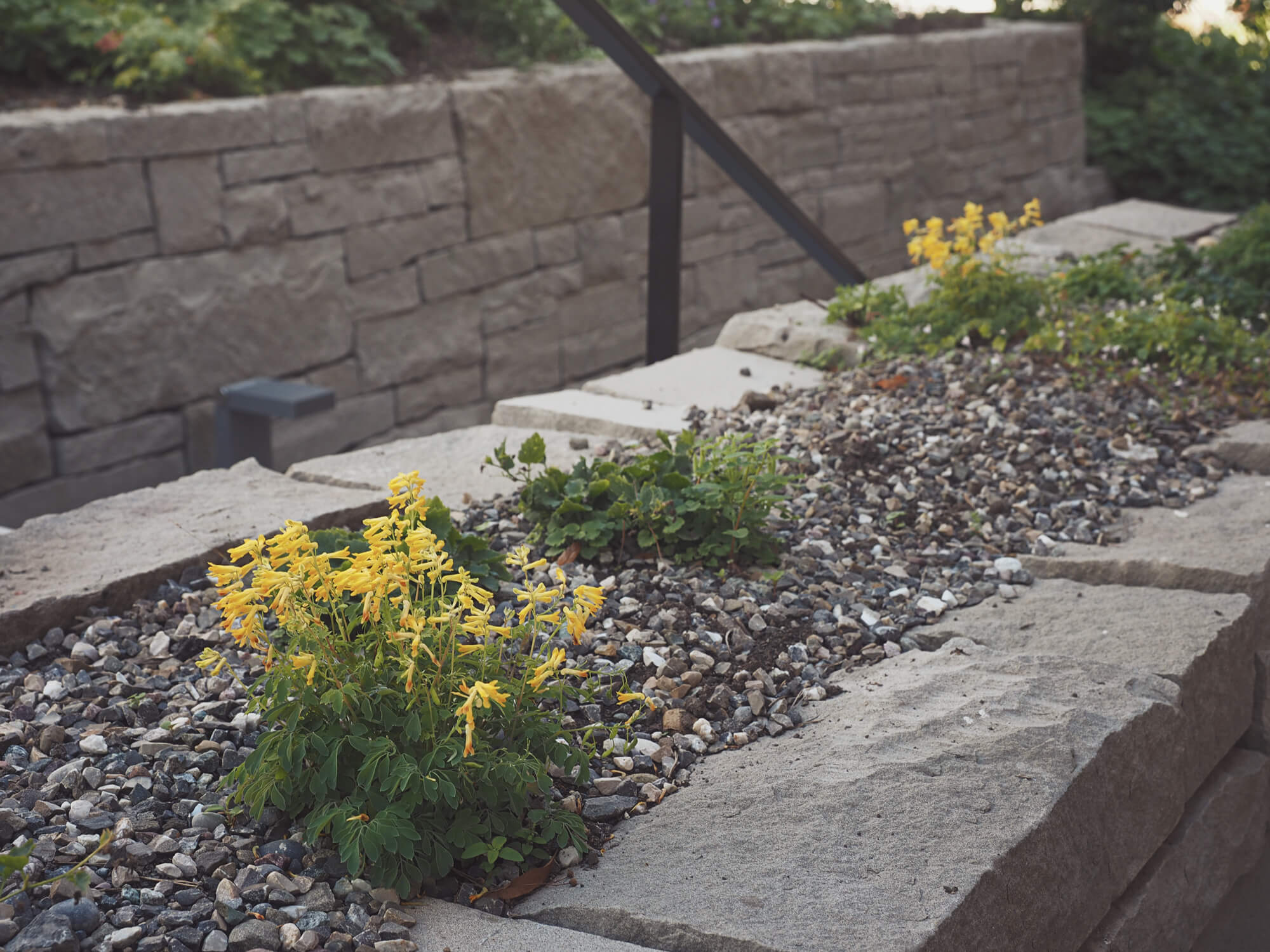 pflanzung-mauer-eingang