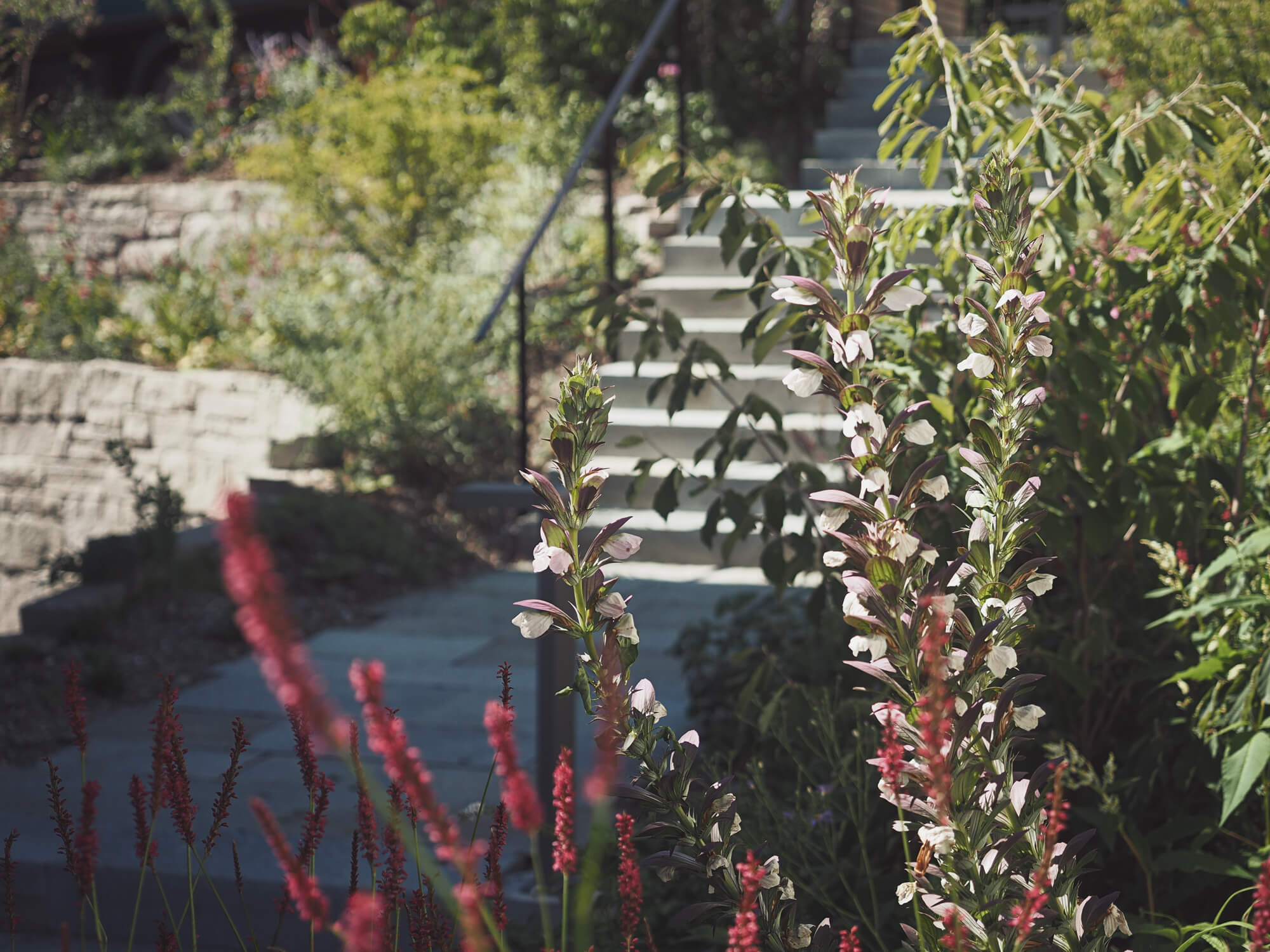 treppe-hauszugang-pflanzung